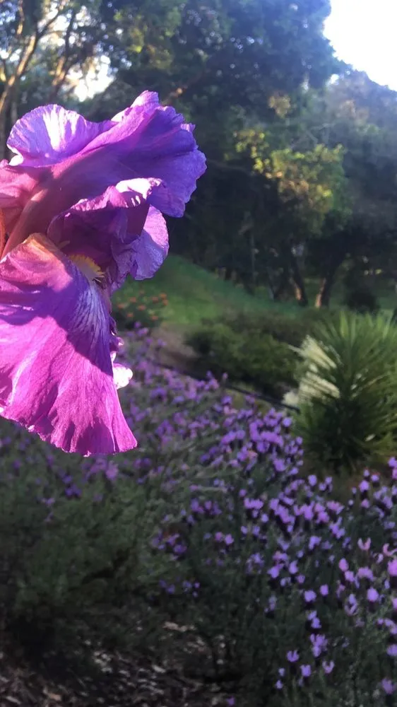 Reliable outdoor landscaping for beautiful yards in Watsonville, CA by Tapia's Landscaping