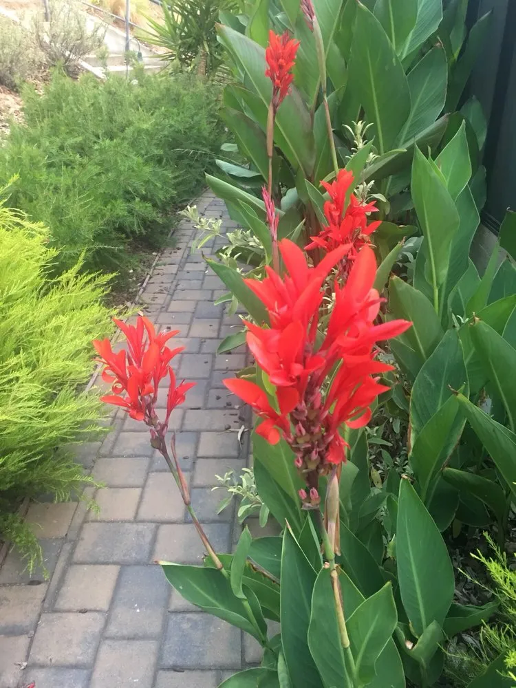 Top-rated yard maintenance experts serving Watsonville, CA - Tapia's Landscaping