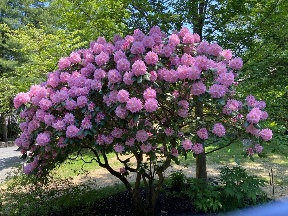 Local lawn care service for outdoor upgrades across Yorktown Heights, NY - Tapia's Landscaping