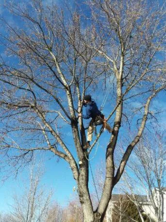 Expert residential landscaping with custom design across Boise, ID - Tapsons Tree Service