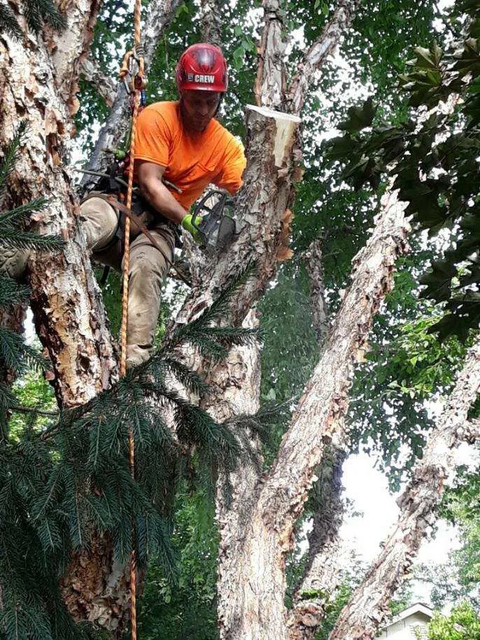 Professional residential landscaping near you in Boise, ID by Tapsons Tree Service