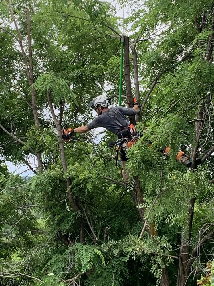 Top-rated yard maintenance for residential properties in Boise, ID by Tapsons Tree Service