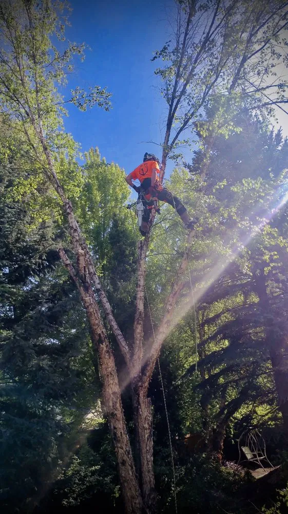 Professional landscape design experts serving Boise, ID - Tapsons Tree Service