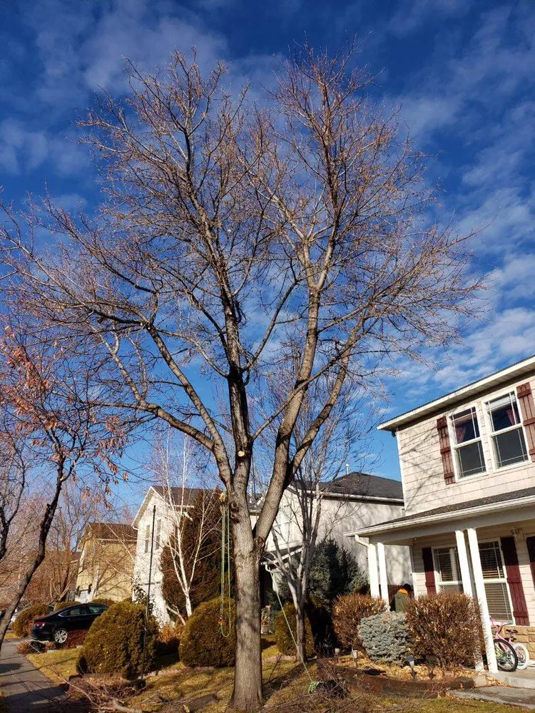 Expert residential landscaping in Boise, ID by Tapsons Tree Service