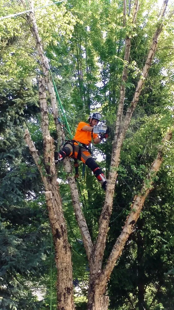 Trusted yard cleanup service for residential properties in Boise, ID by Tapsons Tree Service