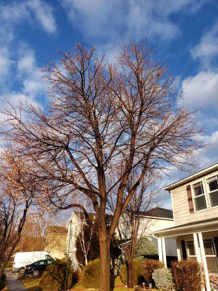 Professional landscaping services experts serving Boise, ID - Tapsons Tree Service