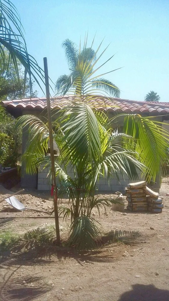 Reliable landscape design in Spring Valley, CA by Tarantino & Son Landscaping