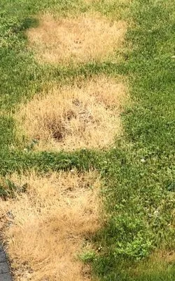 Tarazona Lawn Care Logo