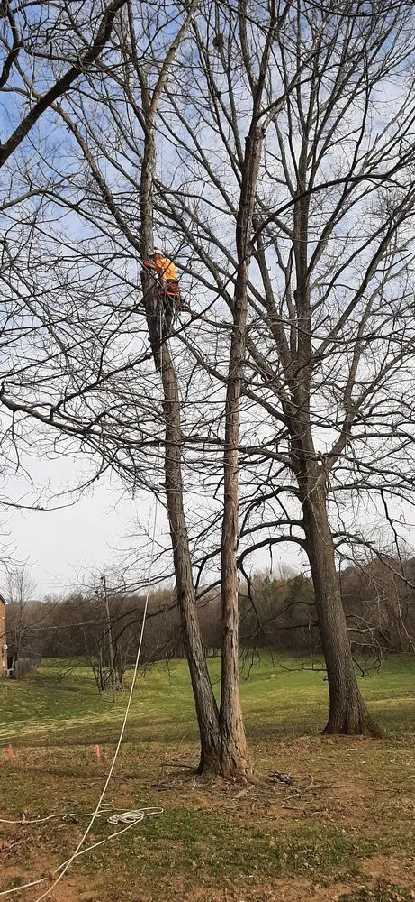 Trusted landscaping services experts serving Cedar Grove, TN - Target Property Services