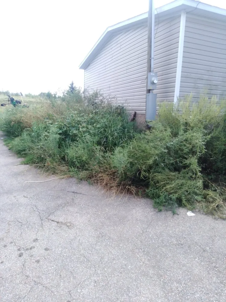 Reliable yard cleanup service with custom design in Cedar Grove, TN by Target Property Services