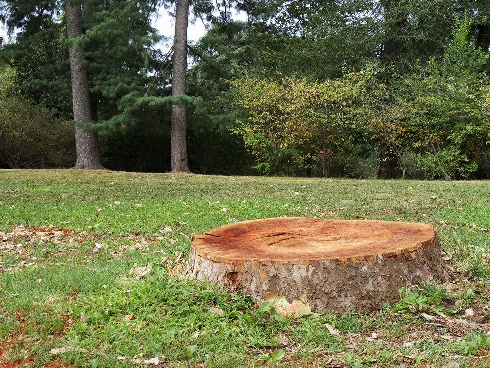 Expert residential landscaping in Mount Pleasant, NC - Tarheel Stump & Lawn Service