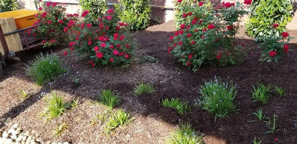 Reliable landscape installation in Monroe, NC by Tarheel Turf Lawn Care & Maintenance
