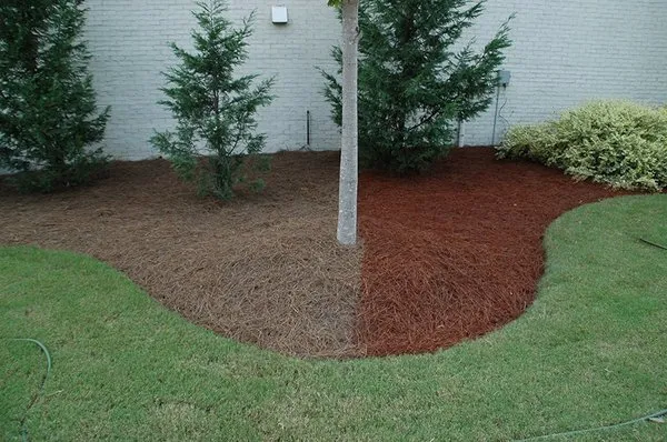 Tarheel Turf Lawn Care & Maintenance