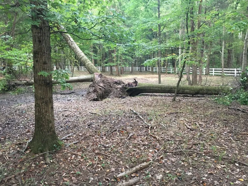 Trusted landscape design for residential properties across Basking Ridge, NJ - Tarzan Expert Tree and Lawn