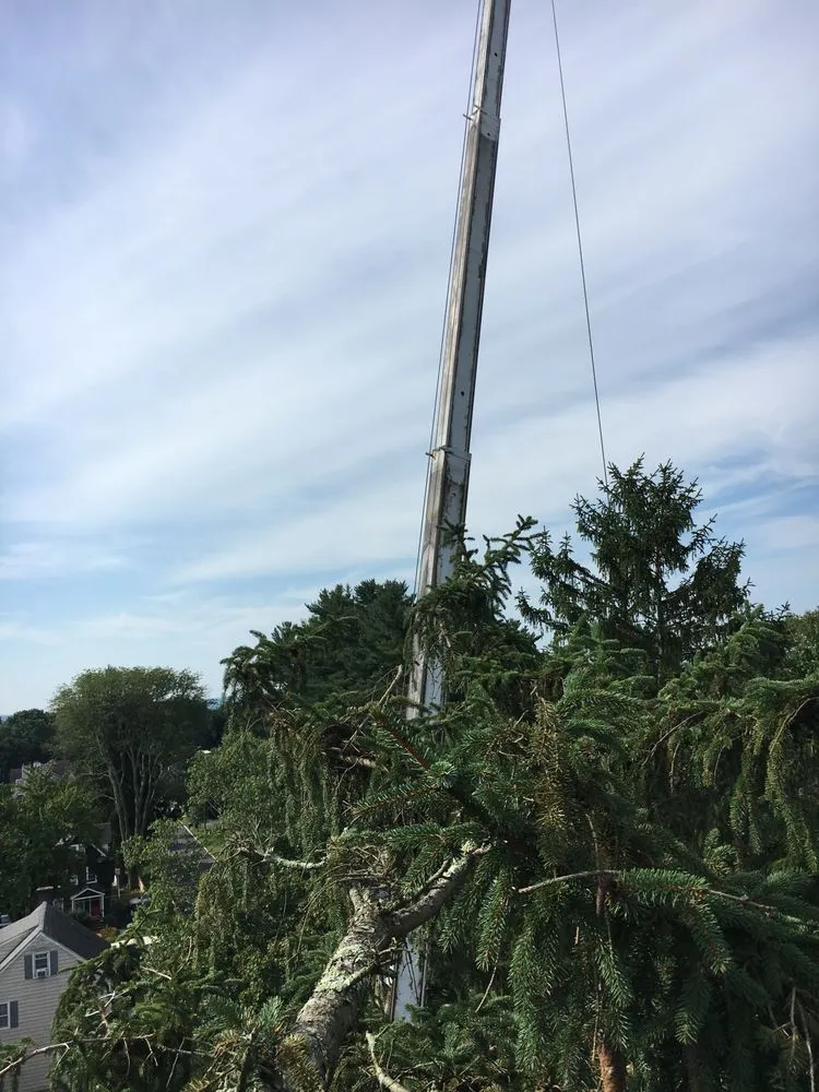 Custom lawn mowing service experts serving Basking Ridge, NJ - Tarzan Expert Tree and Lawn