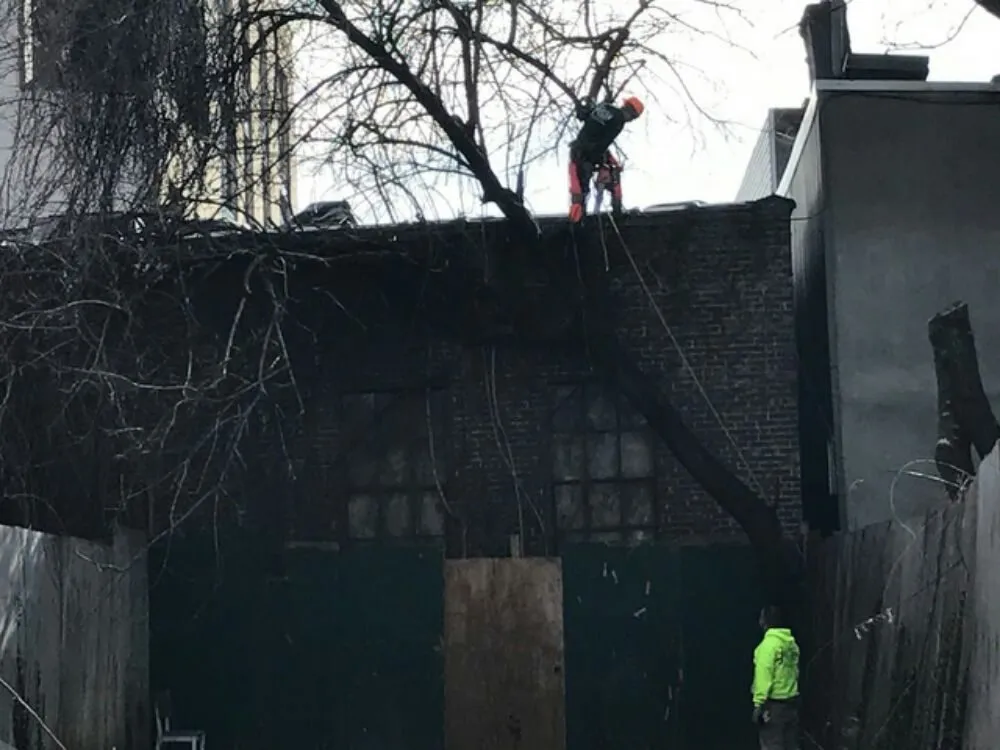 Reliable landscape design in Staten Island, NY by Tarzan Tree Removal