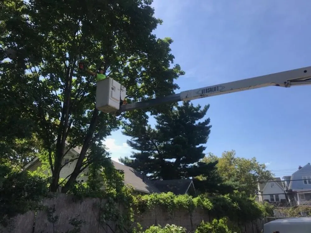 Professional yard cleanup service in Staten Island, NY by Tarzan Tree Removal