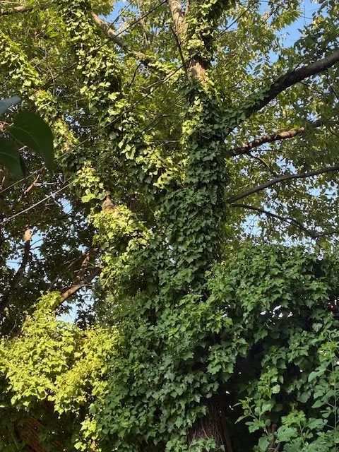 Reliable lawn mowing service in Staten Island, NY - Tarzan Tree Removal