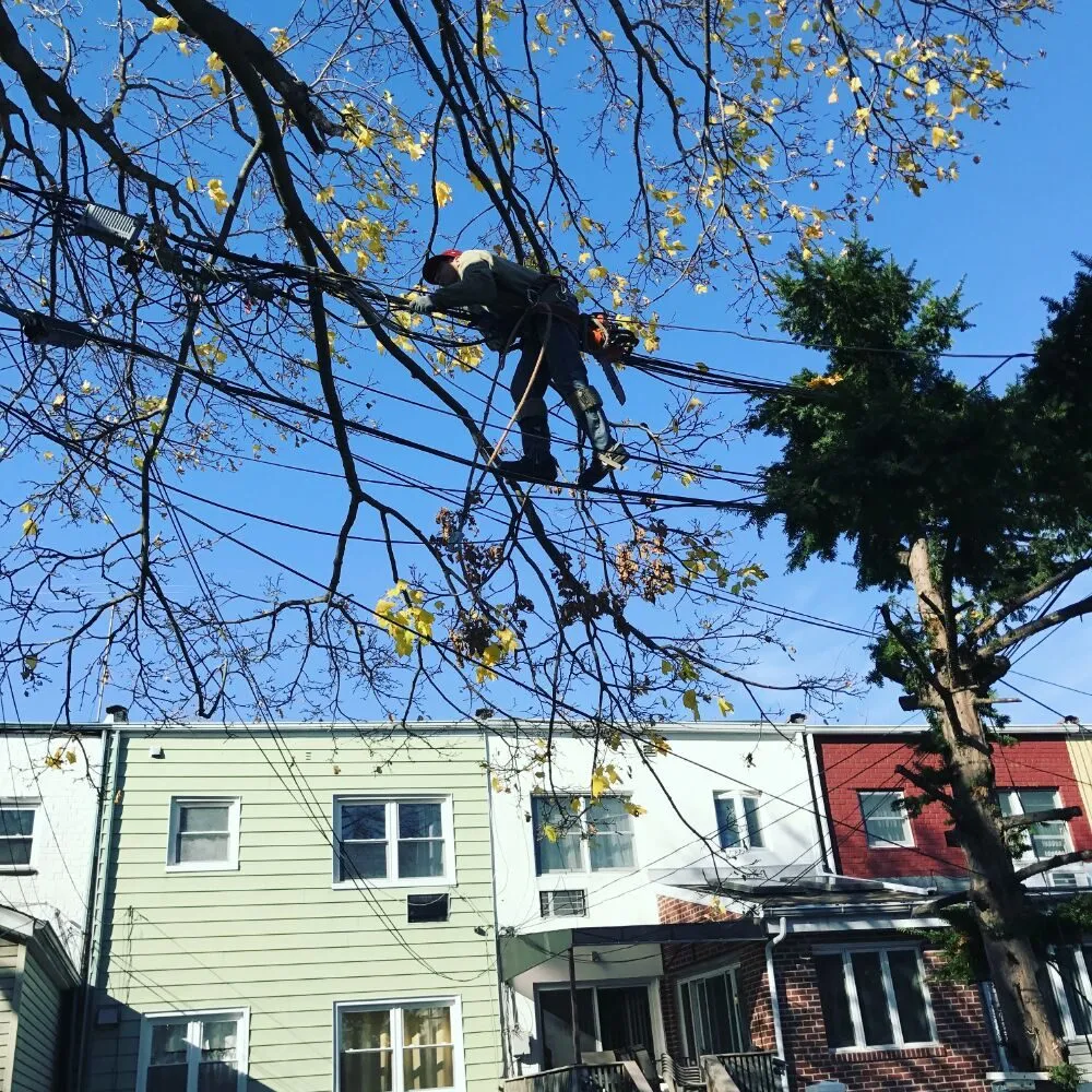 Expert landscape installation in Staten Island, NY by Tarzan Tree Removal