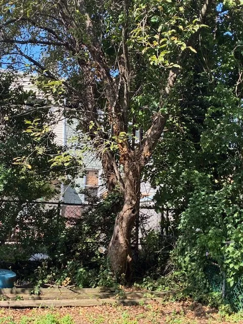Expert landscaping services for year-round maintenance across Staten Island, NY - Tarzan Tree Removal