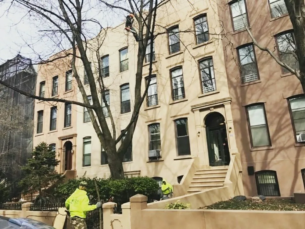 Affordable yard maintenance for outdoor upgrades in Staten Island, NY by Tarzan Tree Removal