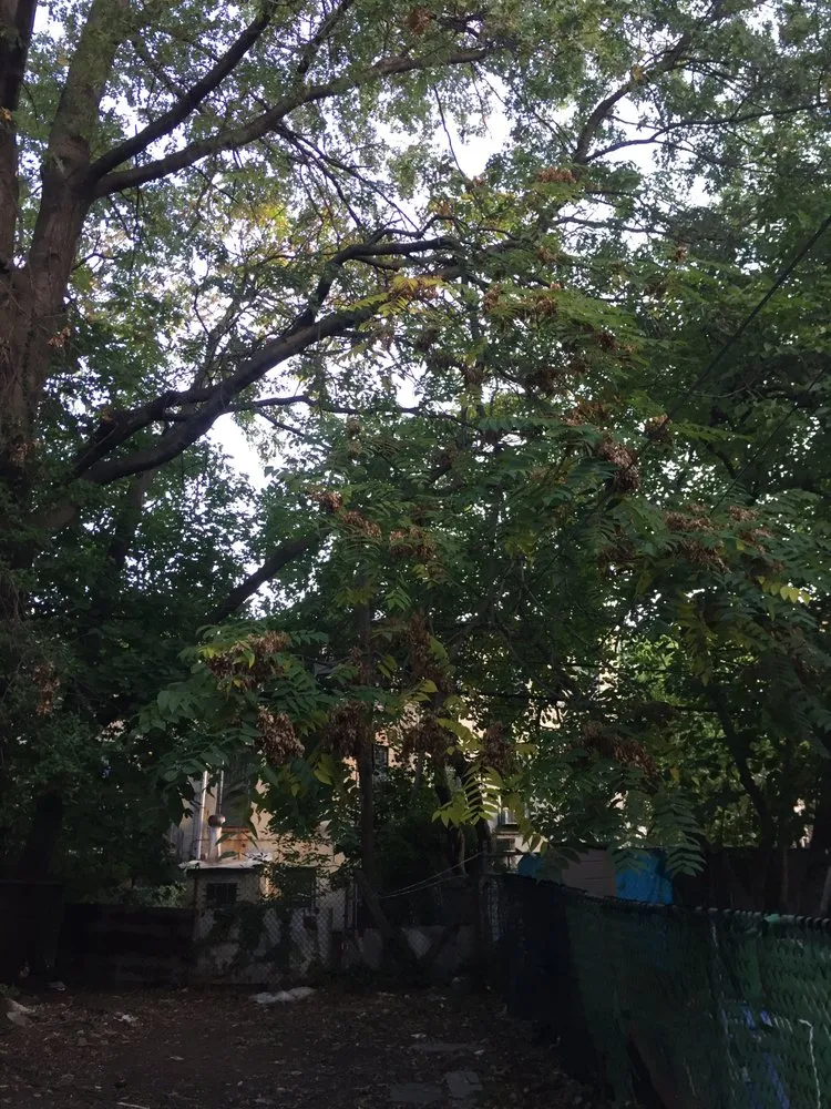 Expert landscape installation experts serving Staten Island, NY - Tarzan Tree Removal