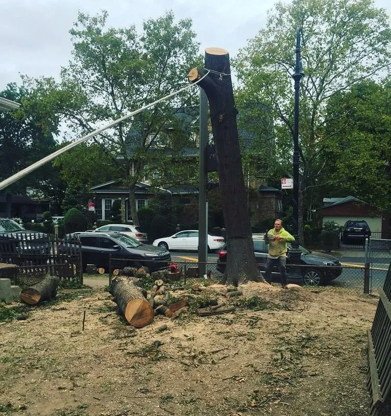 Top-rated yard cleanup service in Staten Island, NY - Tarzan Tree Removal