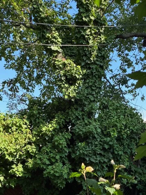 Local landscape installation in Staten Island, NY by Tarzan Tree Removal