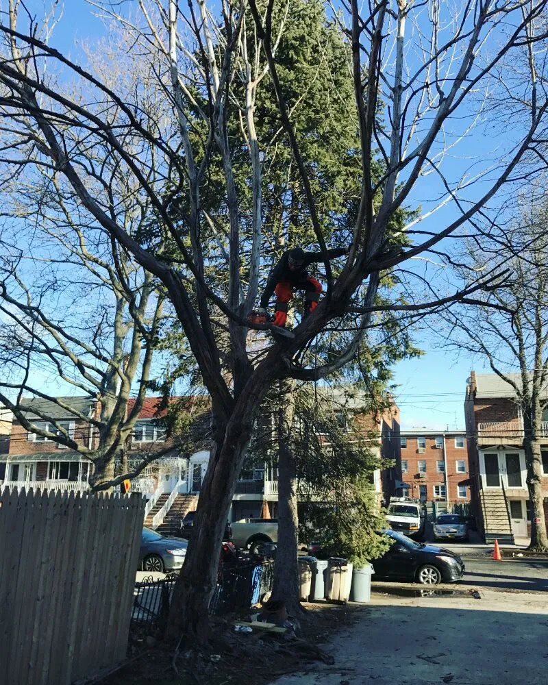 Expert garden landscaping with custom design in Staten Island, NY by Tarzan Tree Removal