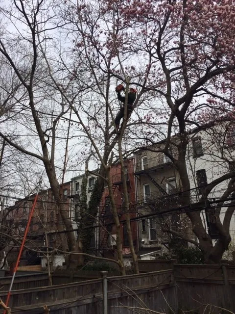 Top-rated lawn mowing service for year-round maintenance in Staten Island, NY by Tarzan Tree Removal