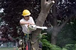 Expert yard maintenance experts serving Newburgh, NY - Tarzan Treescaping