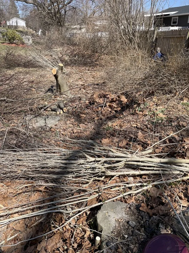 Expert yard cleanup service experts serving Newburgh, NY - Tarzan Treescaping