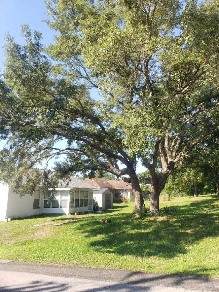 Reliable lawn mowing service experts serving Dunnellon, FL - Tarzans Lumberjack Service