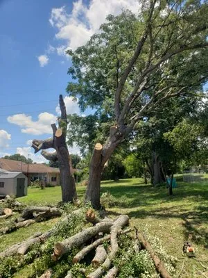 Tarzans Lumberjack Service Logo