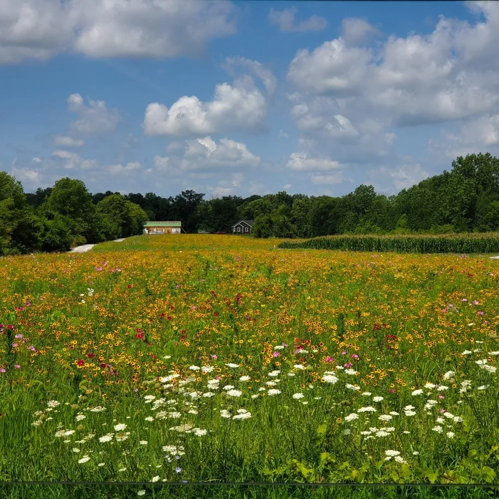 Custom yard maintenance in West Liberty, OH by Tatem's Land Care