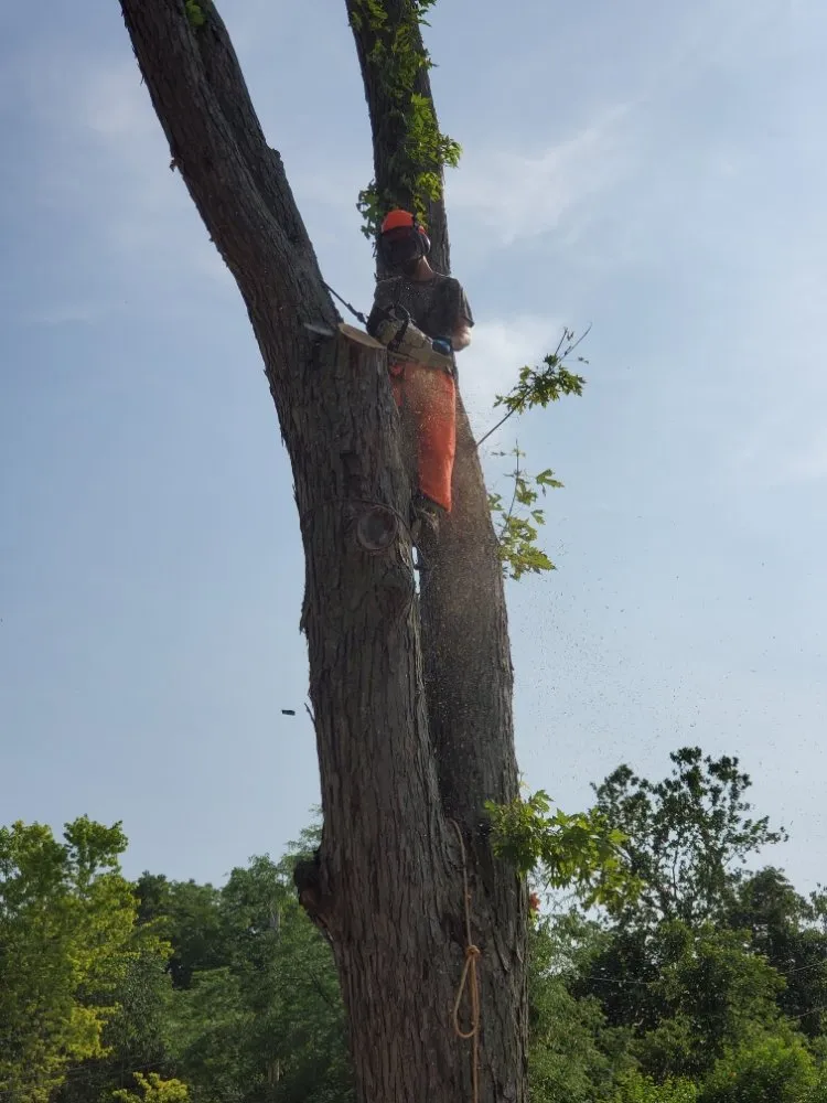 Reliable yard maintenance in West Liberty, OH by Tatem's Land Care