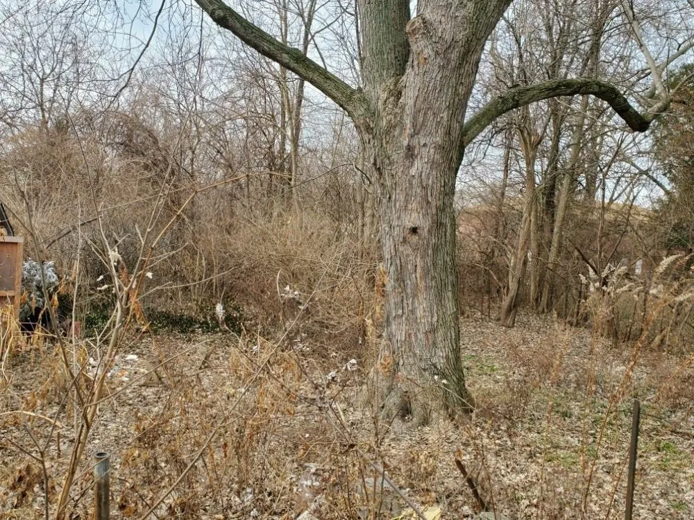 Trusted yard cleanup service in West Liberty, OH by Tatem's Land Care