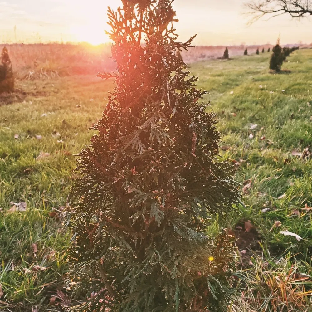 Affordable yard cleanup service near you across West Liberty, OH - Tatem's Land Care