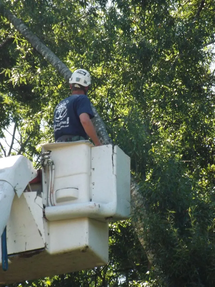 Top-rated lawn care service in Griffin, GA - Tatum Tree