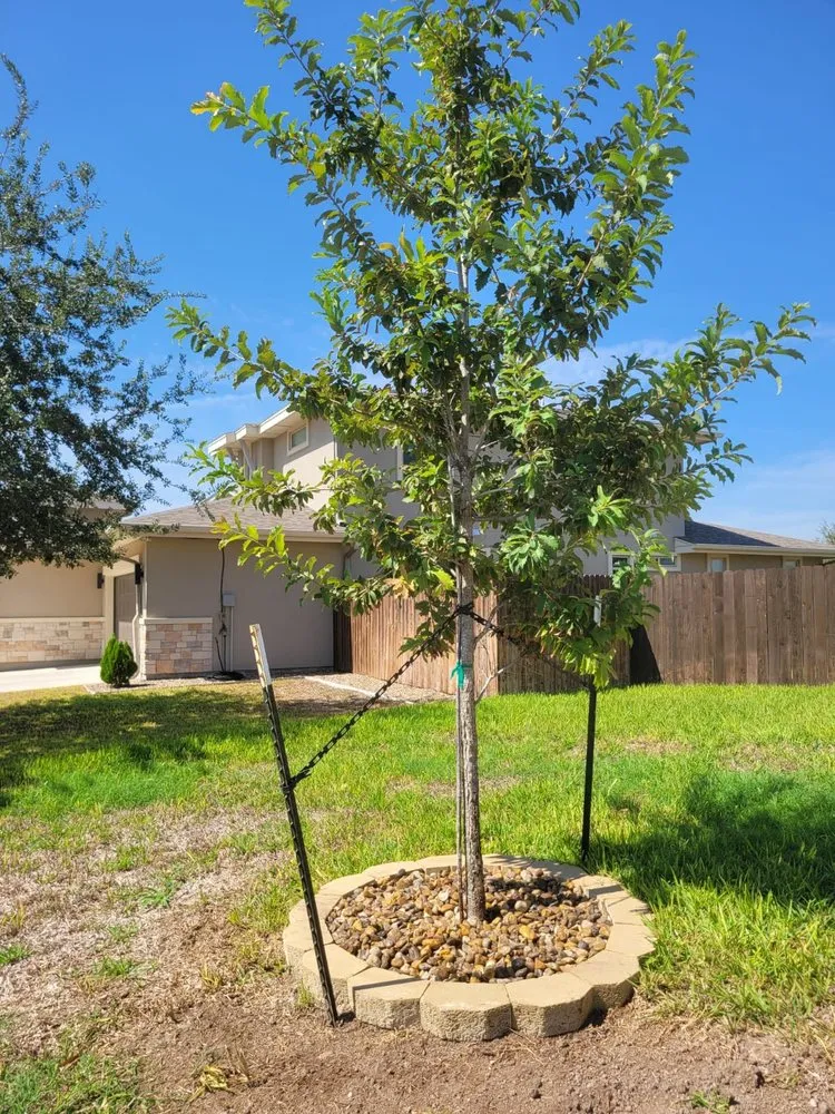 Trusted residential landscaping in Alamo, TX by Tau Landscaping