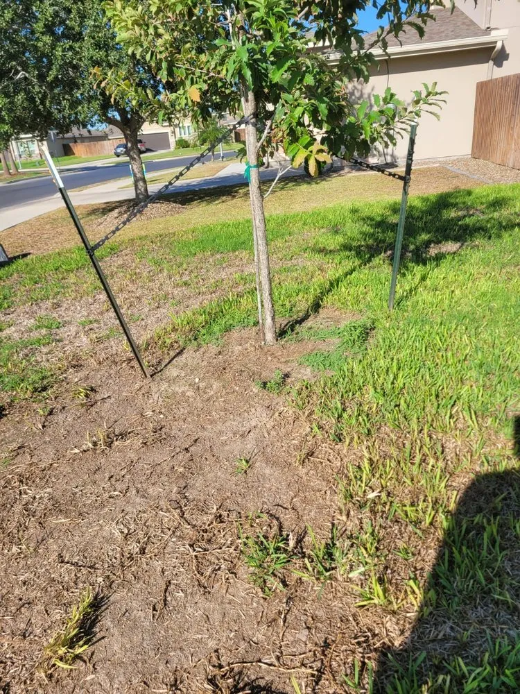 Top-rated landscaping services for outdoor upgrades across Alamo, TX - Tau Landscaping