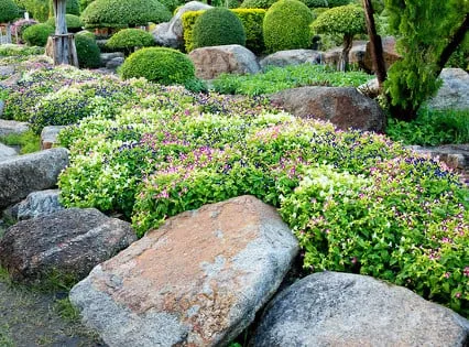 Top-rated yard cleanup service in Newtown, CT - Taunton Hill Landscape