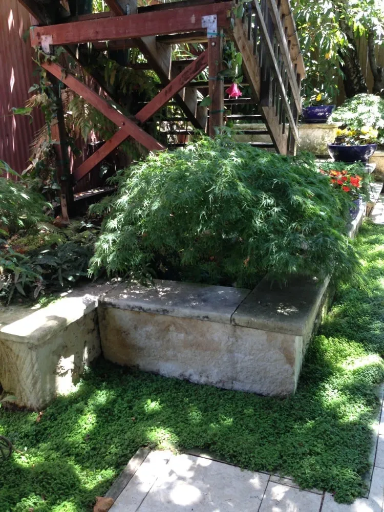 Local outdoor landscaping in Berkeley, CA by Taurino Gutierrez