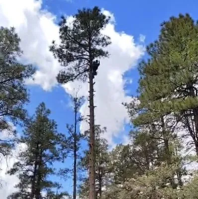 Tavira’s Landscaping Logo