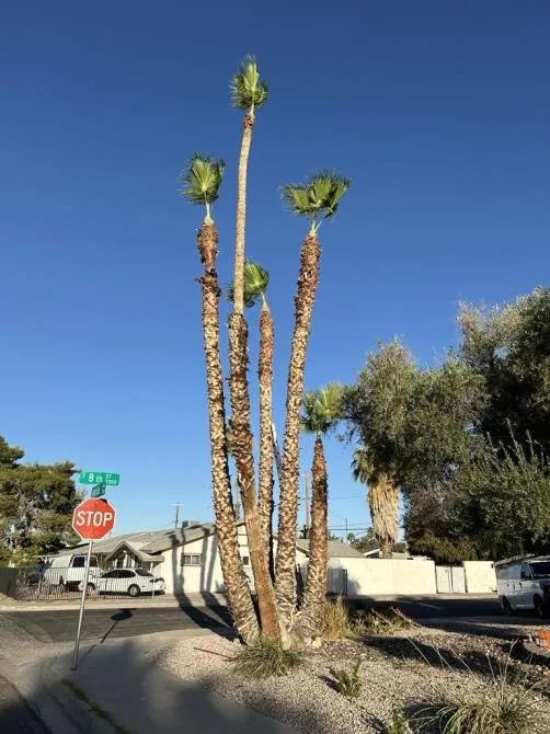 Reliable landscape installation for beautiful yards in North Las Vegas, NV by Tavo Landscaping