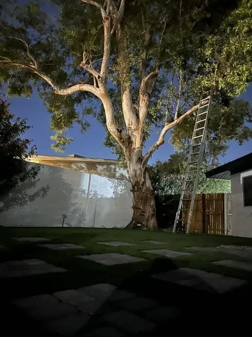 Affordable residential landscaping in North Las Vegas, NV by Tavo Landscaping