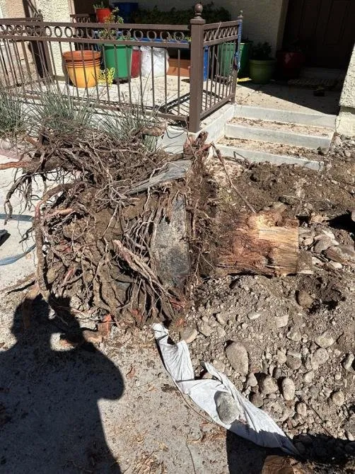 Reliable lawn care service in North Las Vegas, NV - Tavo Landscaping