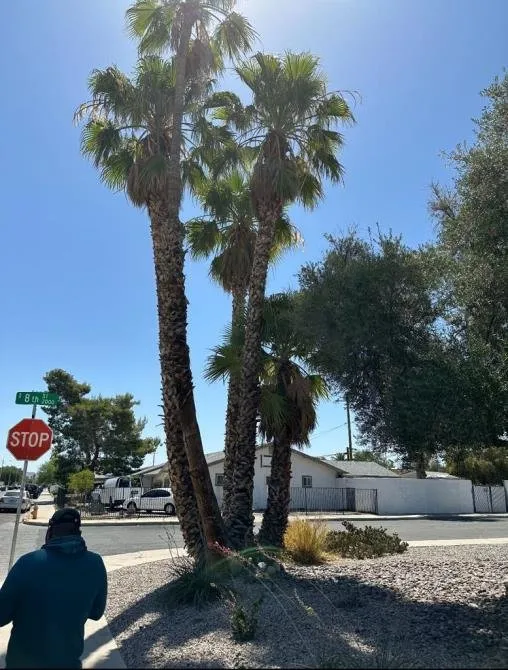 Top-rated landscaping services in North Las Vegas, NV - Tavo Landscaping