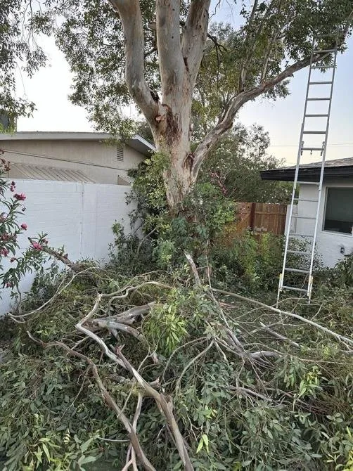 Affordable landscaping services experts serving North Las Vegas, NV - Tavo Landscaping