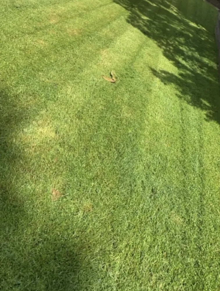 Custom garden landscaping in Clayton, NC - Tavo's Landscaping